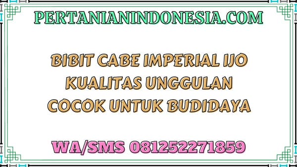 Bibit Cabe Imperial Ijo Kualitas Unggulan Cocok Untuk Budidaya